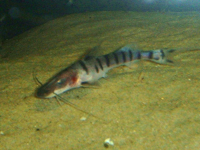 Merodontotus tigrinus